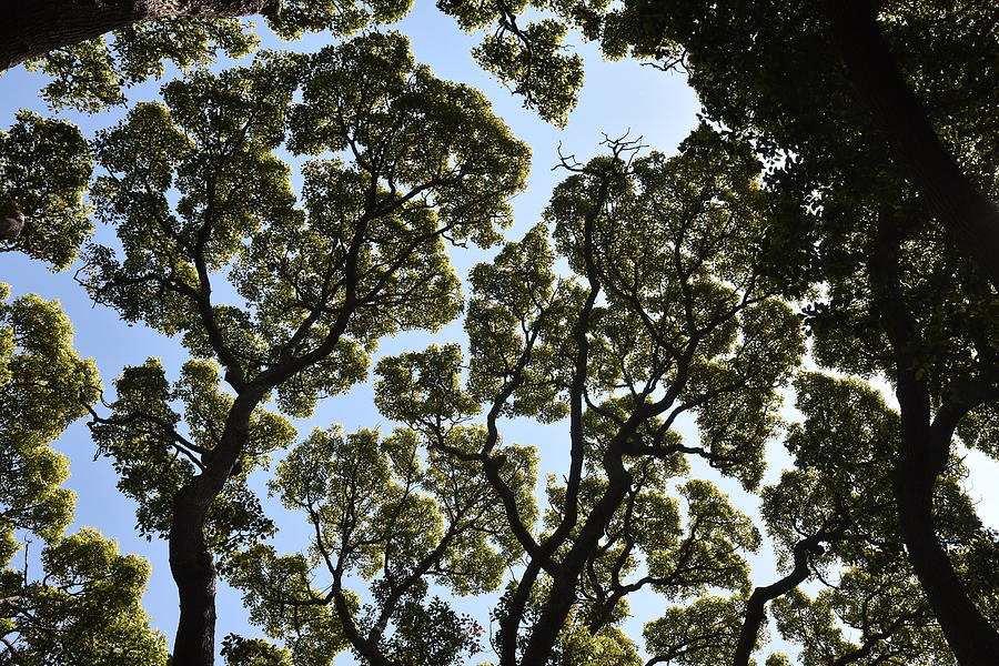 Tree Canopy Photograph by Ben Foster