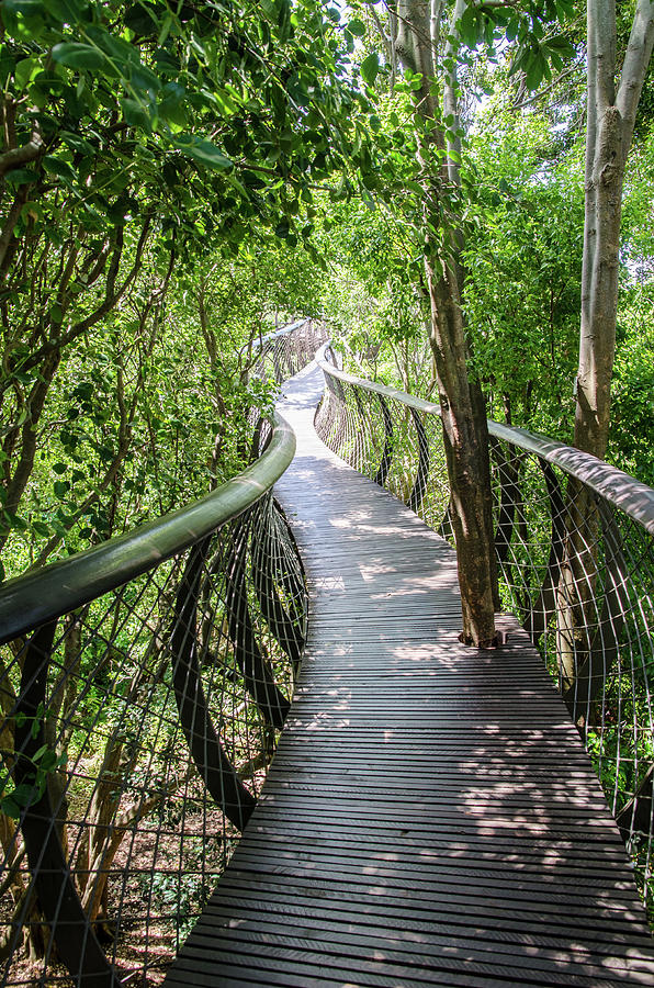 Tree canopy walkway at Kirstenbosch National Botanical Garden Photograph by Rob Huntley