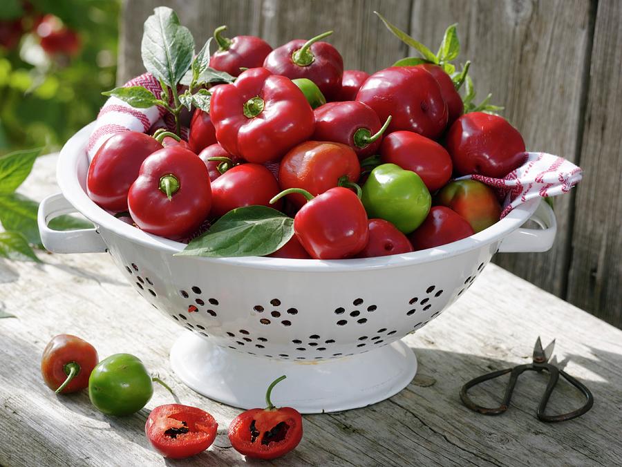 Tree Chilli capsicum Pubescens Rojo In Colander Photograph by Strauss