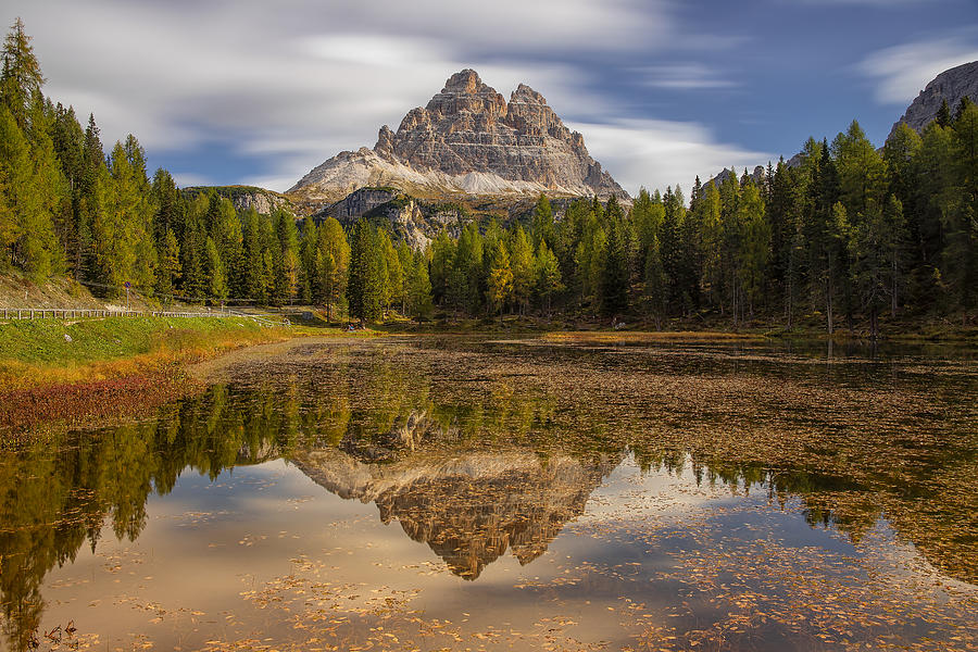 Tree Cime! Photograph by Tony Goran - Fine Art America