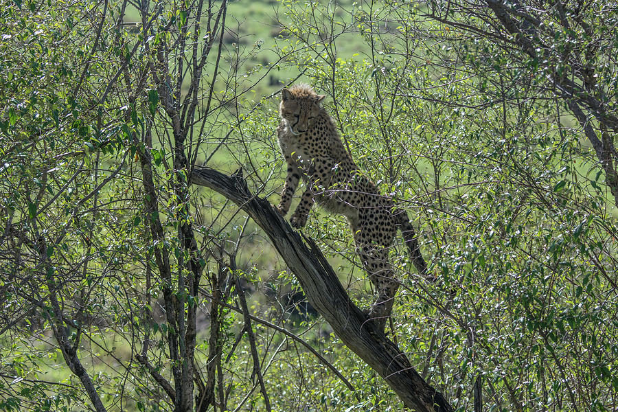 Tree Climbing Cheetah Cub Photograph by Mark Hunter