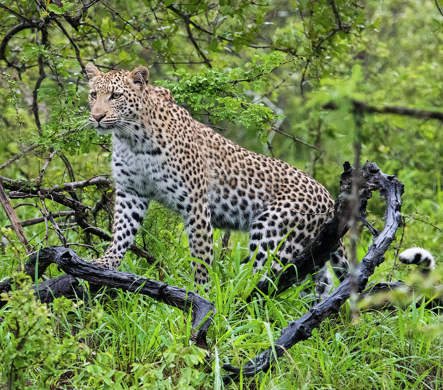 Tree climbing leopard Photograph by Mark Hunter