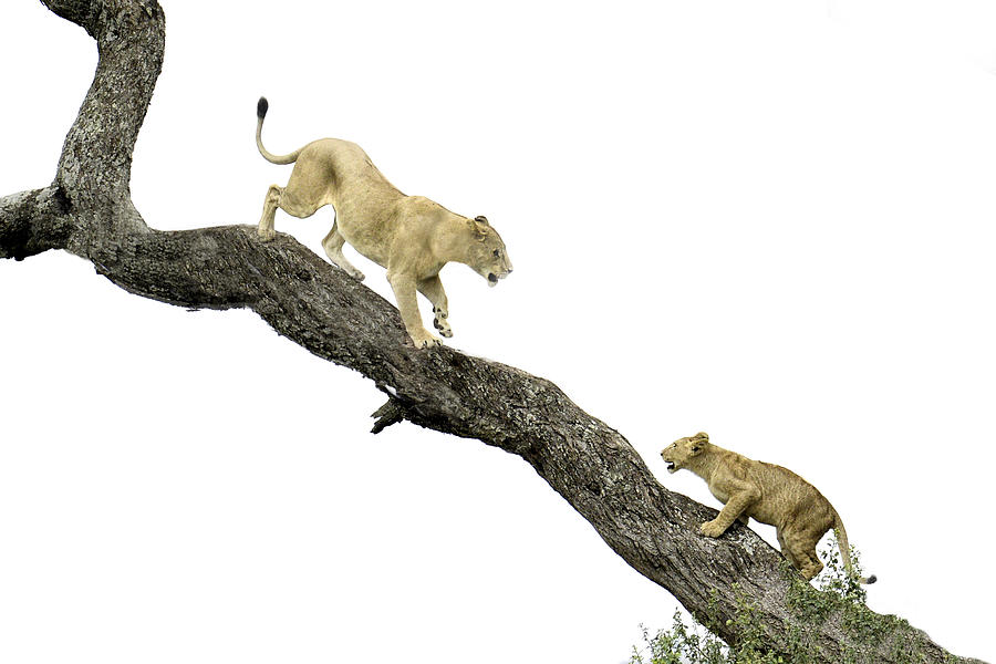 Wildlife Photograph - Tree Climbing Lesson by Nadine Henley