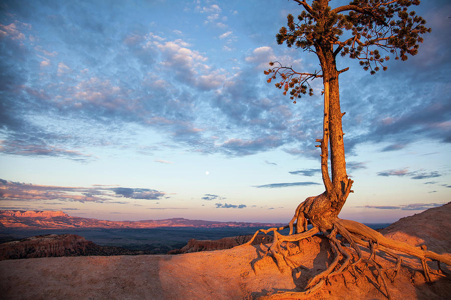 Tree Clings To Ledge, Bryce Canyon Photograph by Karen Desjardin