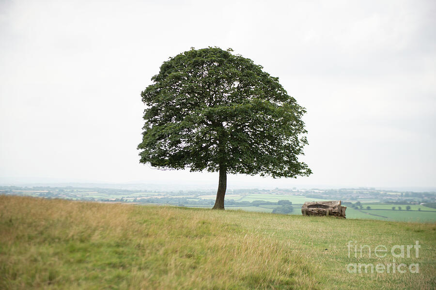Tree Collection 12 by Jenny Potter Tree Collection 12 by Jenny Potter