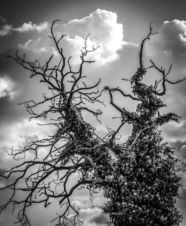 Black And White Photograph - Tree Covered By Ivy by Anita Vincze