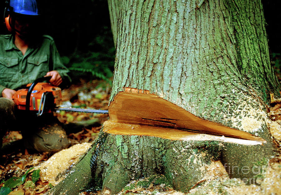 Tree Cutting In Nower Wood Photograph by Jon Wilson/science Photo Library