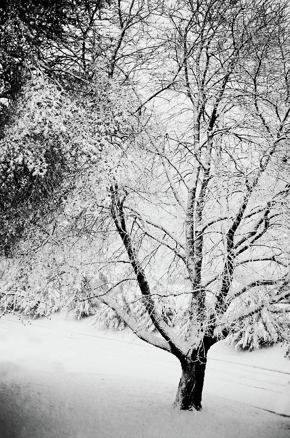 Tree During Snow Storm Photograph by Marianne Macgregor