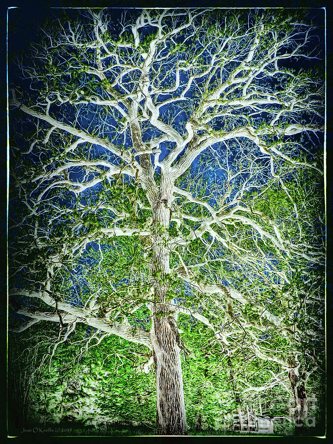 Nature Digital Art - Tree Exposure by Jean OKeeffe Macro Abundance Art