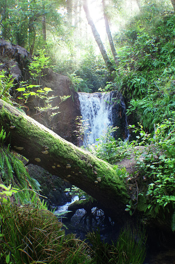 Tree Falls Basin Photograph by Adria Trail