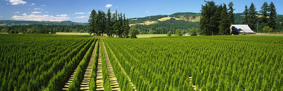 Tree Farm, Yamhill County, Oregon, Usa Photograph by Panoramic Images