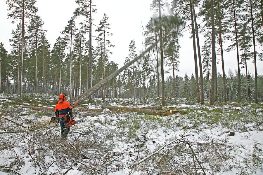 Tree Felling Photograph By Bjorn Svensson Science Photo Library Pixels   Tree Felling Bjorn Svenssonscience Photo Library 