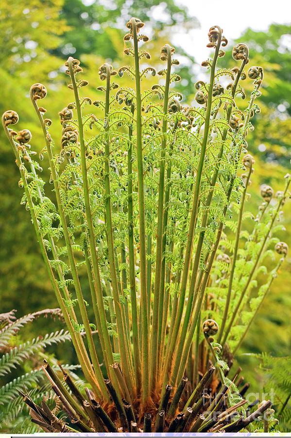 Tree Fern (dicksonia Antartica) Photograph by Dr Keith Wheeler/science Photo Library