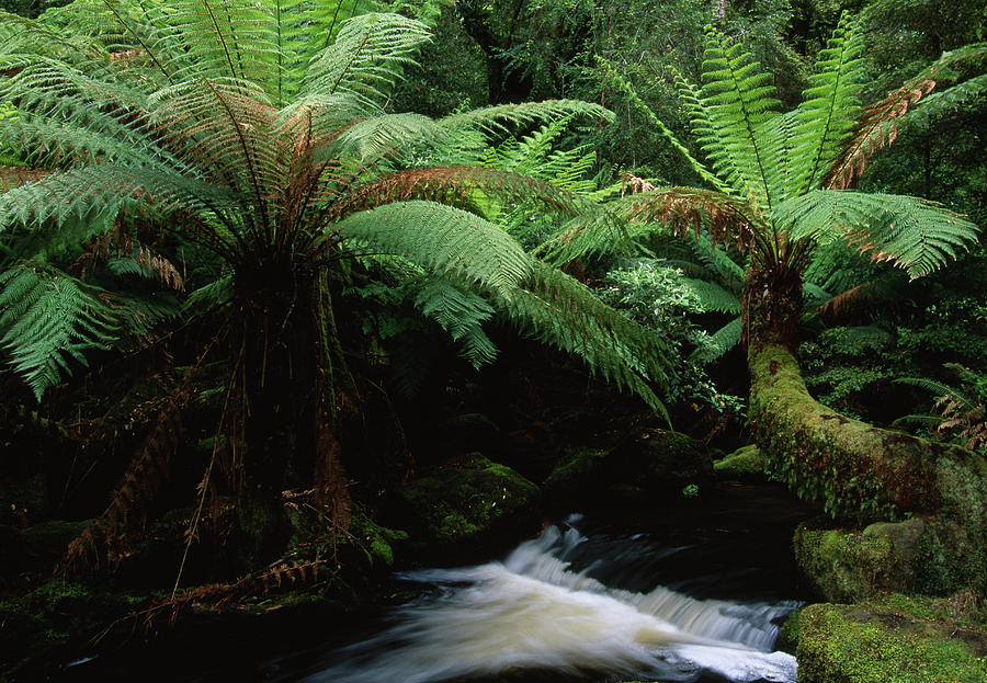 Tree Ferns & Stream In Rainforest Photograph by Nhpa
