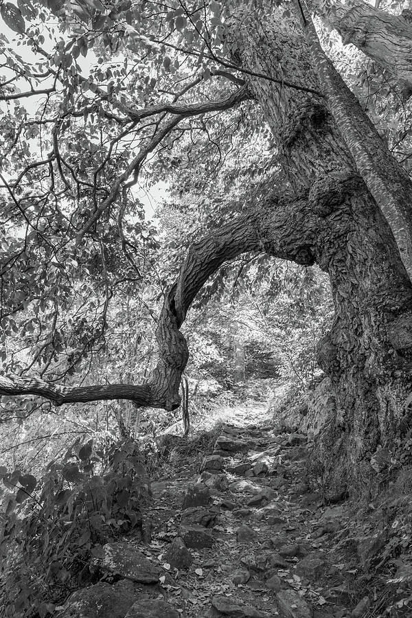 Tree Frame in Black and White Photograph by Liz Albro