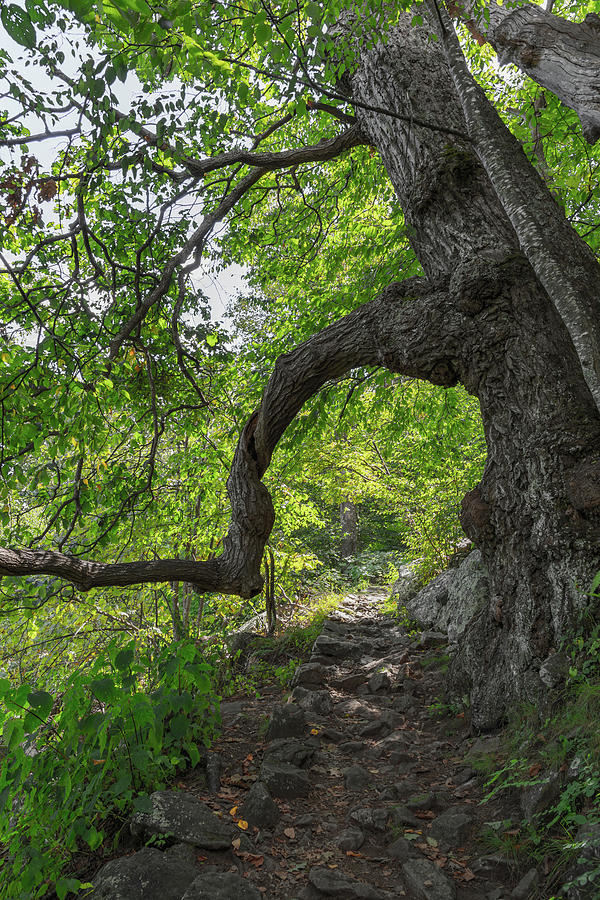 Tree Frame Photograph by Liz Albro