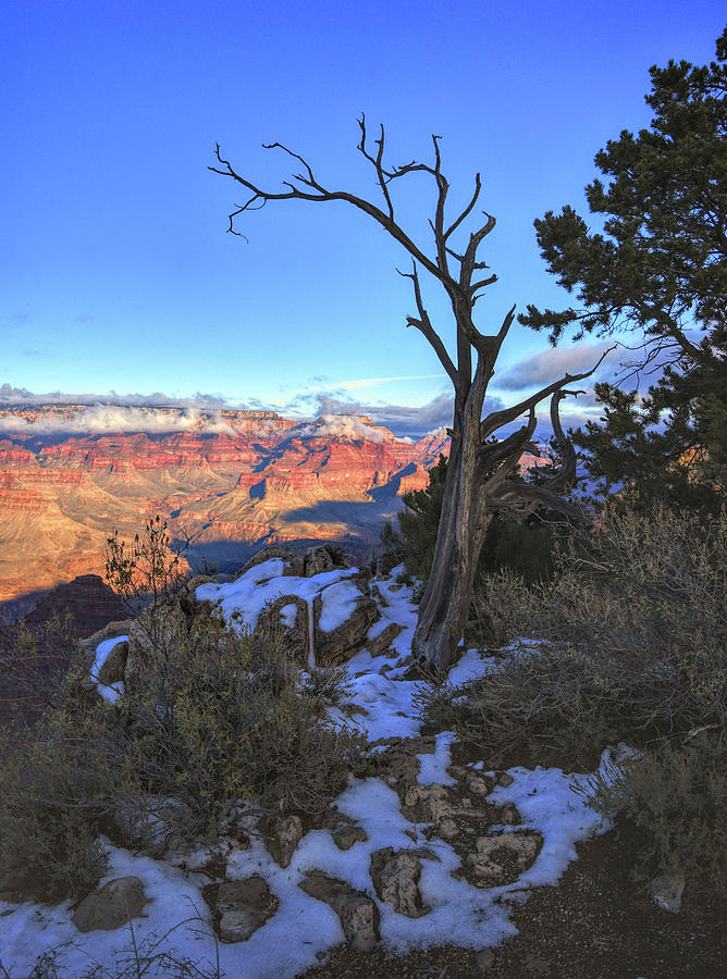 Tree Frames the Grand Canyon Photograph by Chance Kafka