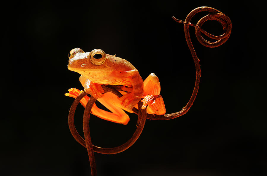 Tree Frog Photograph by Abdul Gapur Dayak