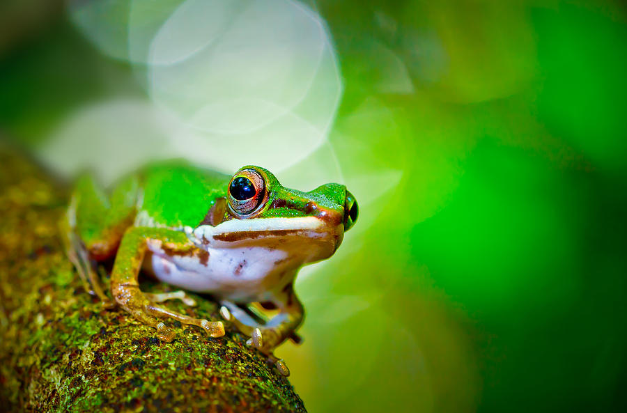 Tree Frog Photograph by Albert Photo