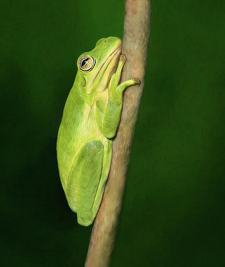 Tree Frog Attitude Photograph by Art Cole