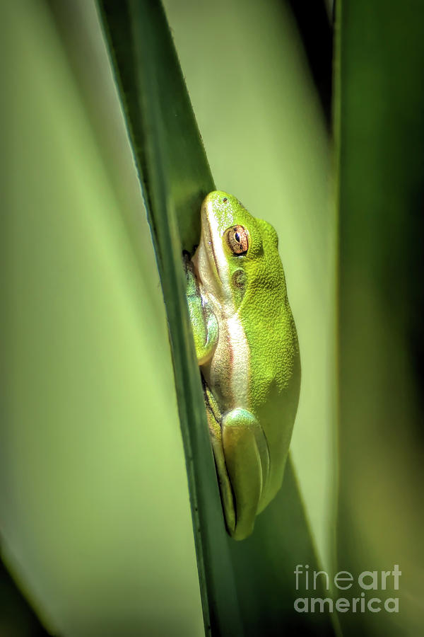 Tree Frog Chillin Photograph by Kathy Baccari