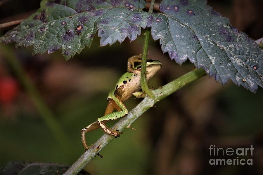 Tree Frog Climbing Digital Art by Nick Gustafson