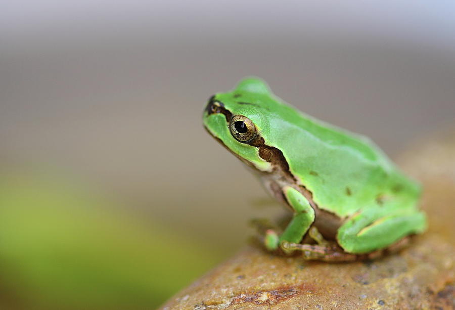 Nature Photograph - Tree Frog by Copyright Crezalyn Nerona Uratsuji