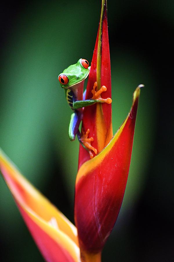 Tree Frog Photograph