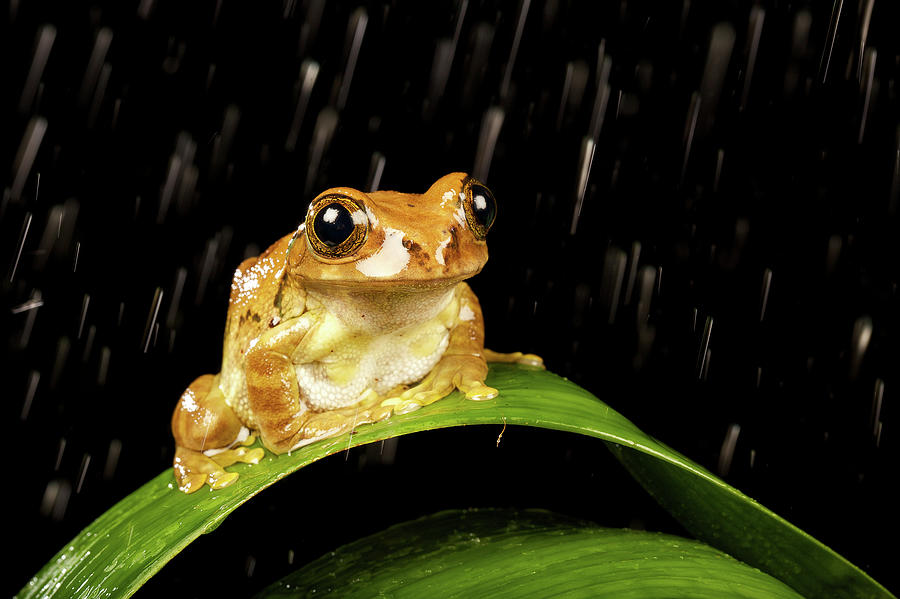 Tree Frog In Rain Photograph by Markbridger