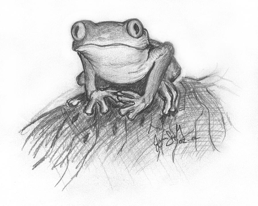 Outline drawing a frog isolated on white frog Vector Image
