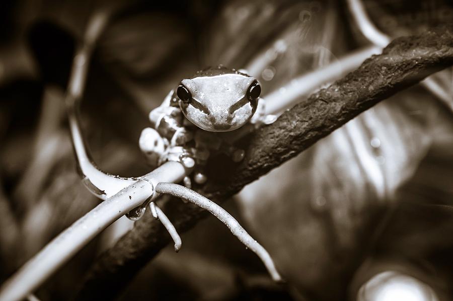 Tree Frog  Photograph by Joseph Caban