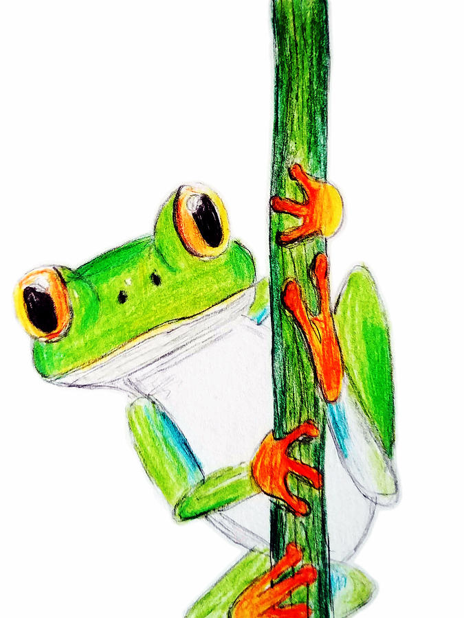 Tree Frog Sketch Drawing by Luke Mitchell