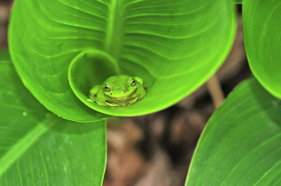 Tree Frog On Leaf Photograph by Jeff R Clow