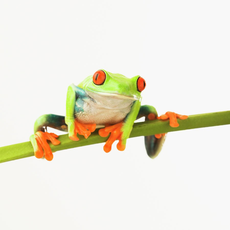 Tree Frog On Stem Photograph by Tetra Images Tree Frog On Stem Photograph by Tetra Images
