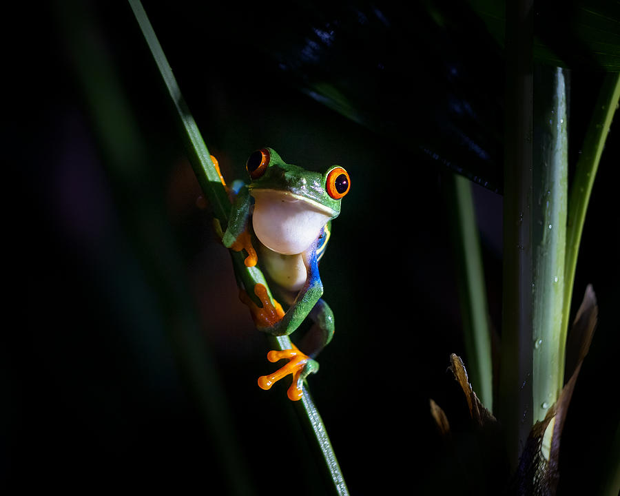 Nature Photograph - Tree Frog by Siyu And Wei Photography