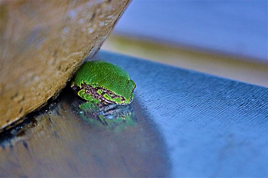 Tree Frog Wisconsin Farm Photograph by Bryan Anderson Fine Art America