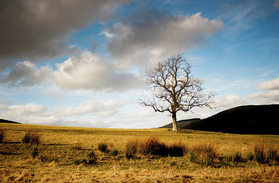 Tree From Lindinny Woodssouthern Upland Photograph by Iain Maclean