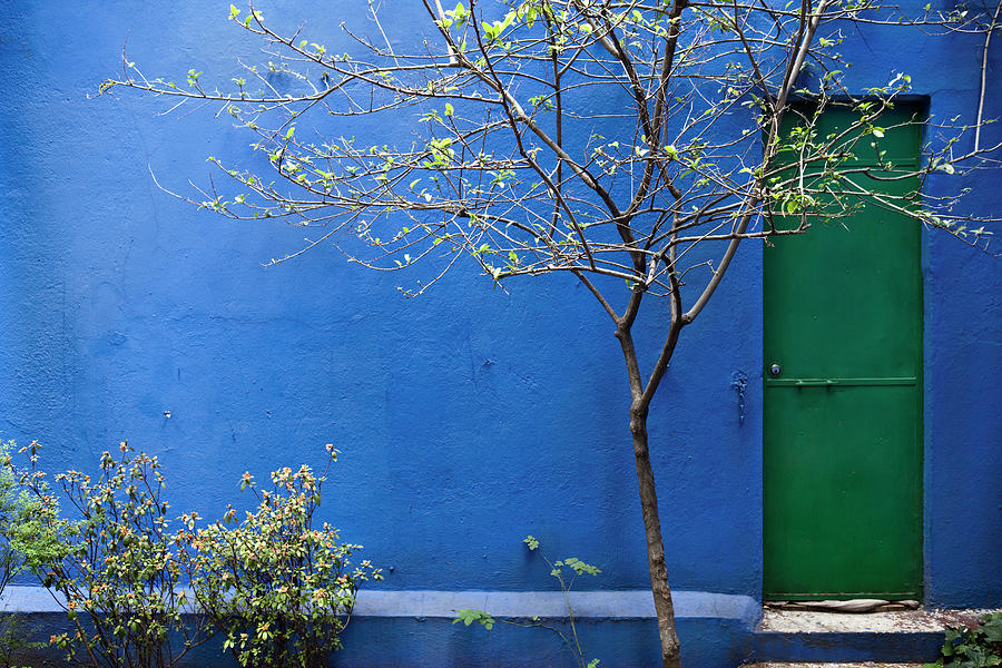 Tree Growing In Courtyard Photograph by Photoalto/sandro Di Carlo Darsa