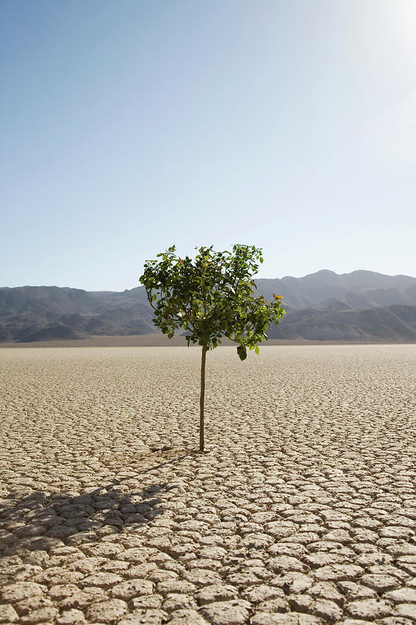 Tree Growing In Desert Photograph by Buena Vista Images