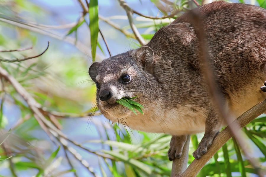 Tree Hyrax Eating Leaves Photograph by Ivan Kuzmin