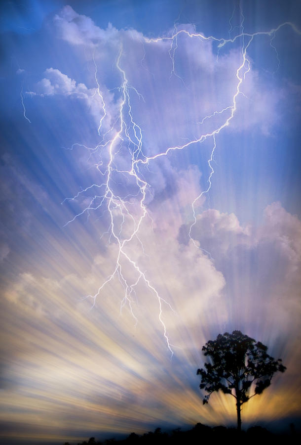 Tree in a Lightning Storm Photograph by Debra and Dave Vanderlaan