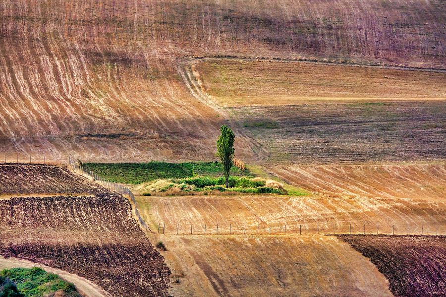 Tree in an harvested wheat field by Fabrizio Troiani Tree in an harvested wheat field by Fabrizio Troiani