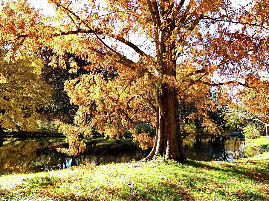 Tree in Autumn Clothes Photograph by Lyuba Filatova