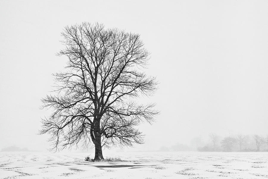 Tree In Blizzard I Photograph by Denise Bush