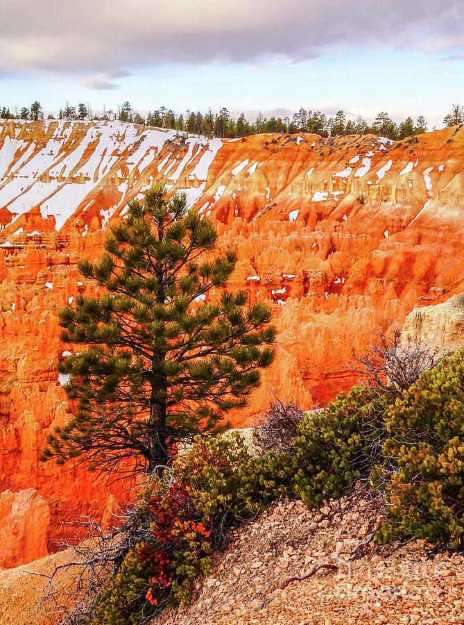 Tree in Bryce Canyon Photograph by Bob Lentz