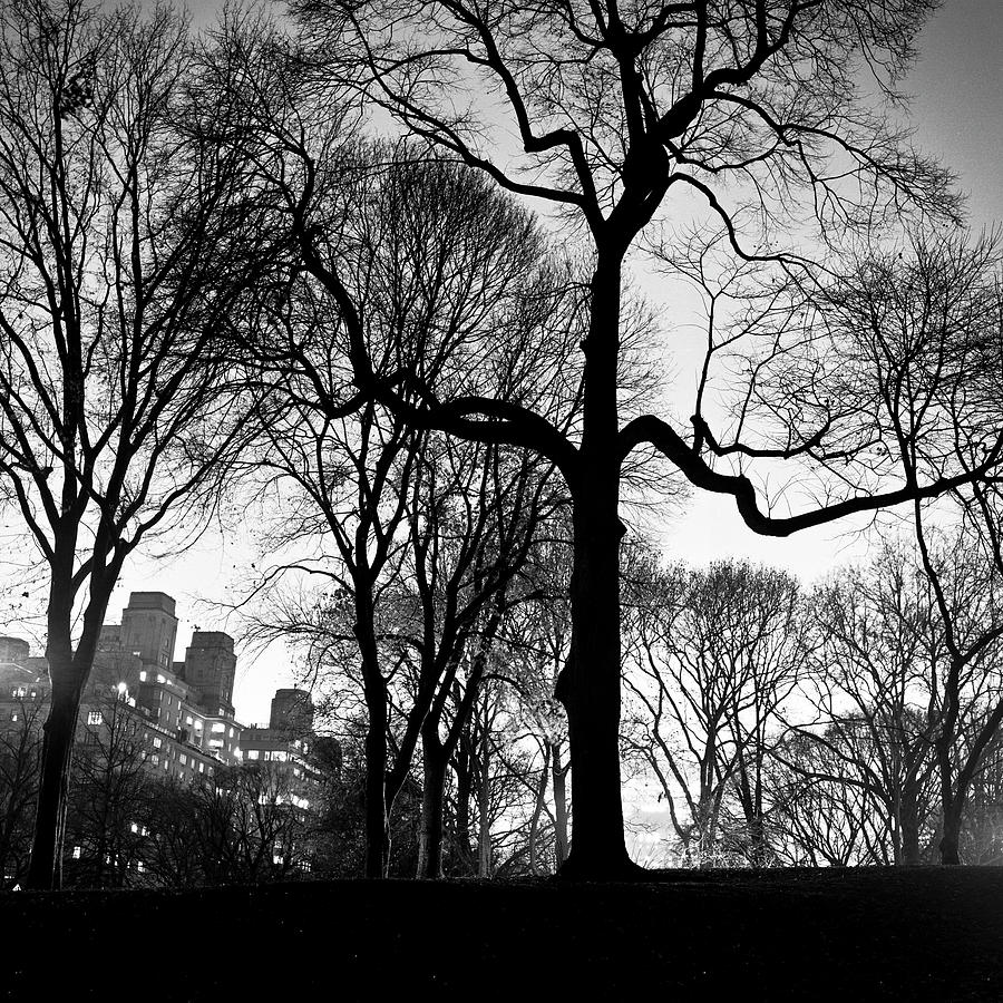 Tree In Central Park Photograph by Adam Garelick