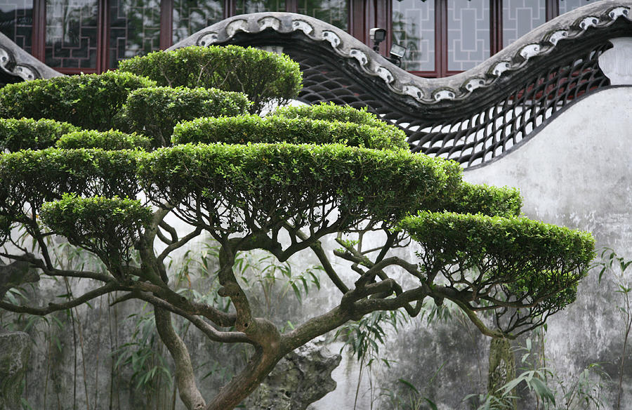 Tree In Chinese Garden Photograph by Terraxplorer
