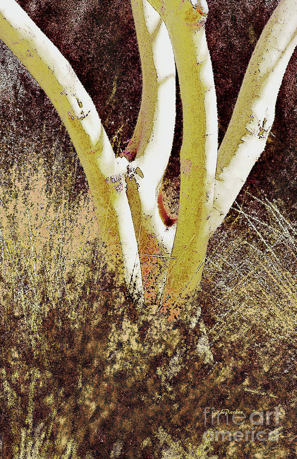 Tree in Desert Grass Photograph by Linda Parker