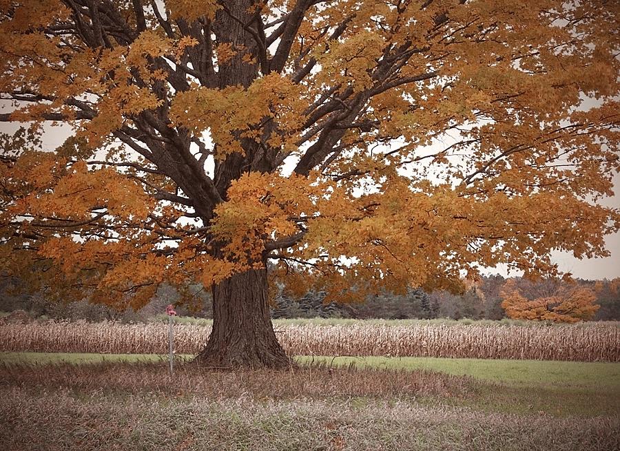 Tree in Fall Photograph by Tina M Daniels   Whiskey Birch Studios