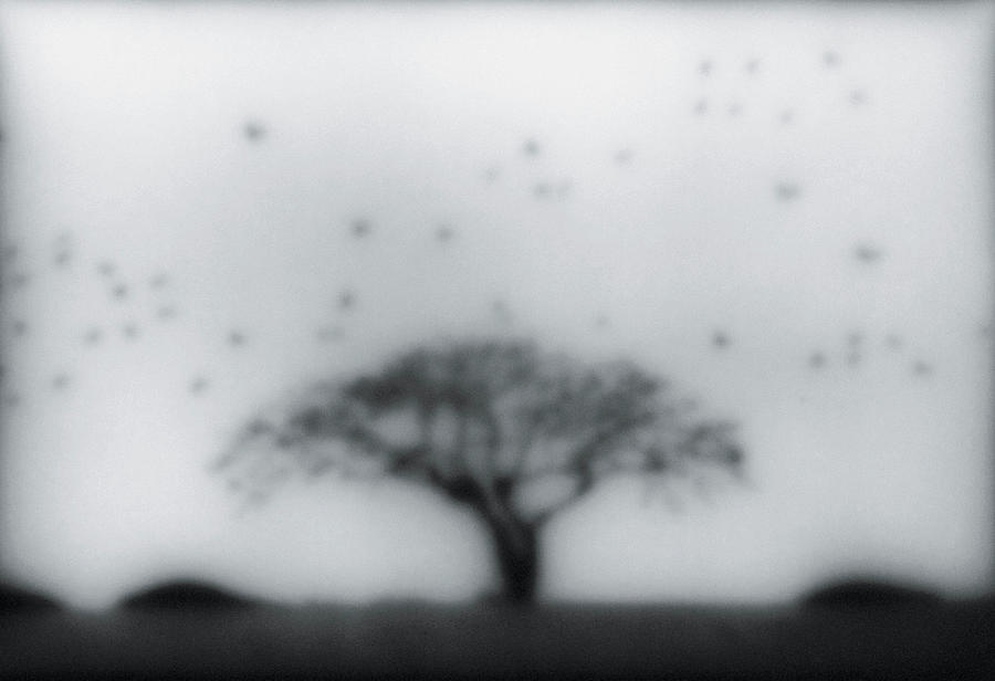 Tree In Field Photograph by Emmanuelle Purdon